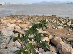 -深圳湾公园(南山区)