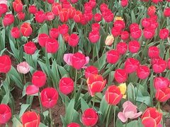 -洛阳郁金香牡丹园