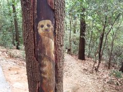 -黄埔油麻山森林公园