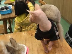 -藦茜花园宠物主题亲子互动体验馆(国顺东路店)