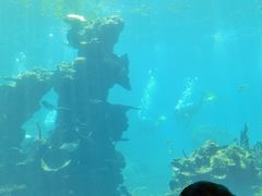-海棠湾洲际-涛·海底餐厅·美人鱼·自助餐·海底隧道