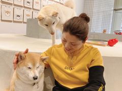 -柴务处·柴犬主题狗咖