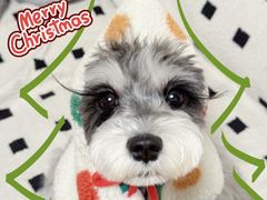 -翊宠yipet猫狗购宠庄园犬舍•猫舍