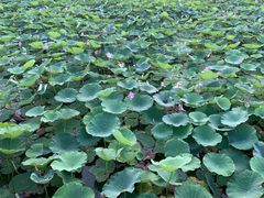 -天津东丽湖风景区