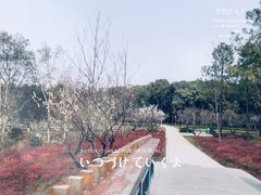 -昆山城市生态森林公园