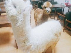 -猫色咖啡·猫咖