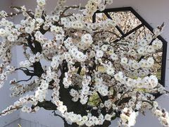 -香雪海