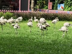 -广州长隆飞鸟乐园