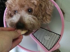 -辛巴宠物医疗中心·骨科·内分泌专科·心肾专科(亭林公园店)