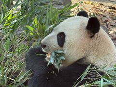 -成都动物园