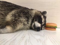 -浣熊柯尔鸭土拨鼠·电玩咖