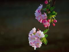 -海棠花溪(元大都城垣遗址公园)