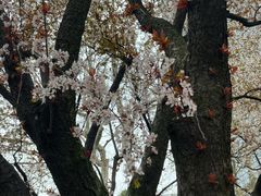 -静安公园(静安寺街道)
