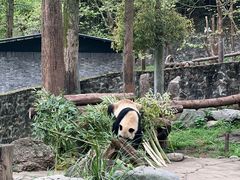 -都江堰中华大熊猫苑