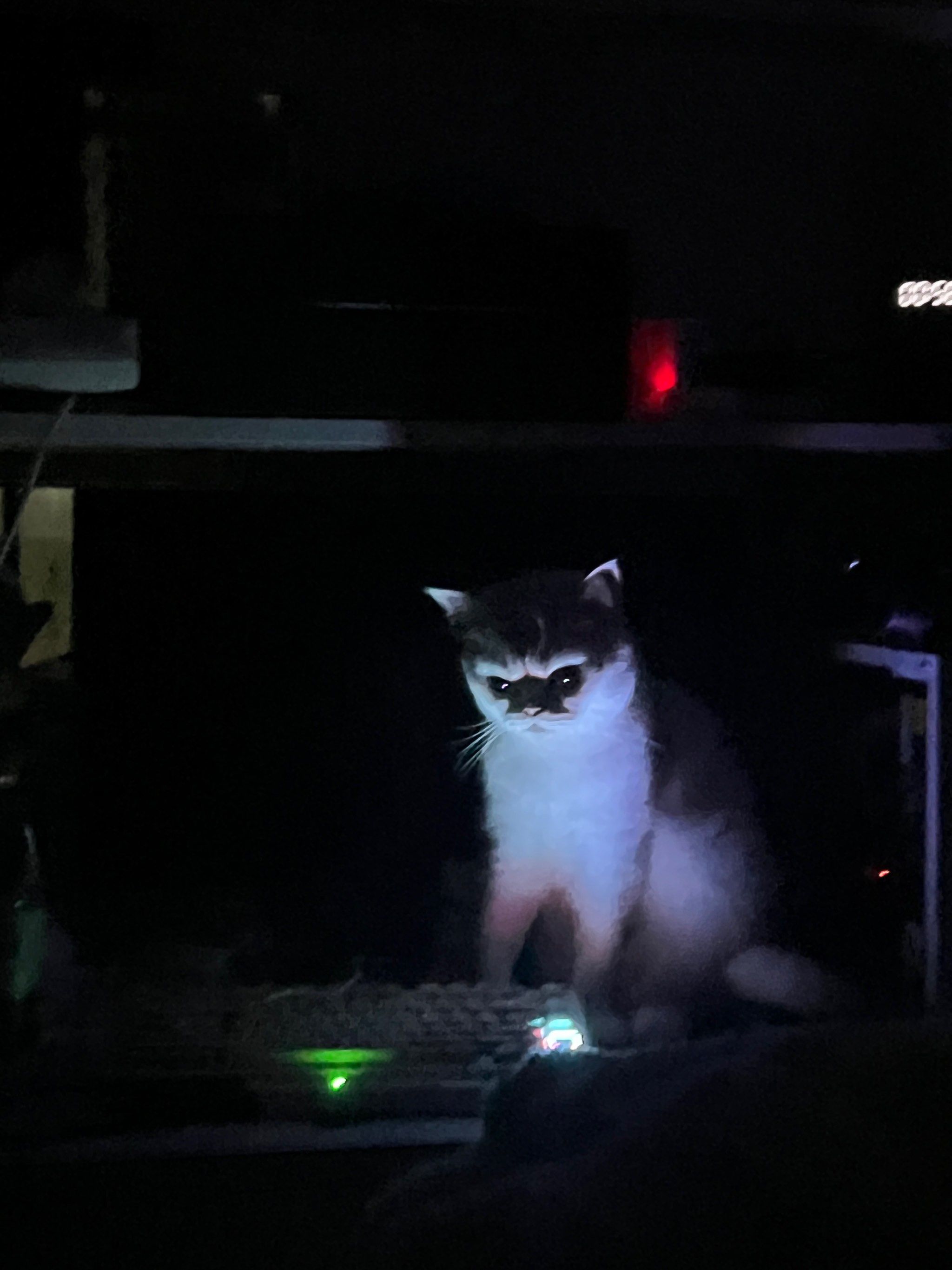 家里闹小猫鬼了