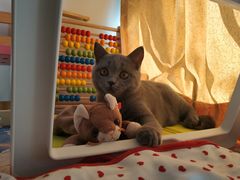 -lincat·猫舍(广州店)