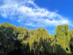 -海淀公园