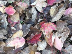 -白塘生态植物园