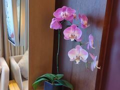 -深圳湾木棉花酒店