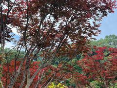 -广州市帽峰山景区