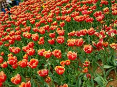 android_upload_pic-洛阳郁金香牡丹园