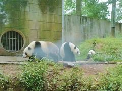 -中国大熊猫保护研究中心雅安碧峰峡基地