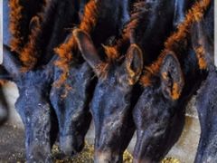 -元鼎宝驴香·全驴宴(江宁店)