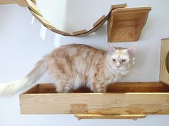 -Heymao猫咖.咖啡厅(东门店)