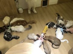 -猫腻·猫咖·撸猫馆(星光大道店)