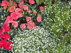 -金陵花卉交易市场