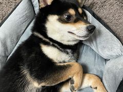 -米苏动物医院·犬猫专科·骨科外科内窥镜