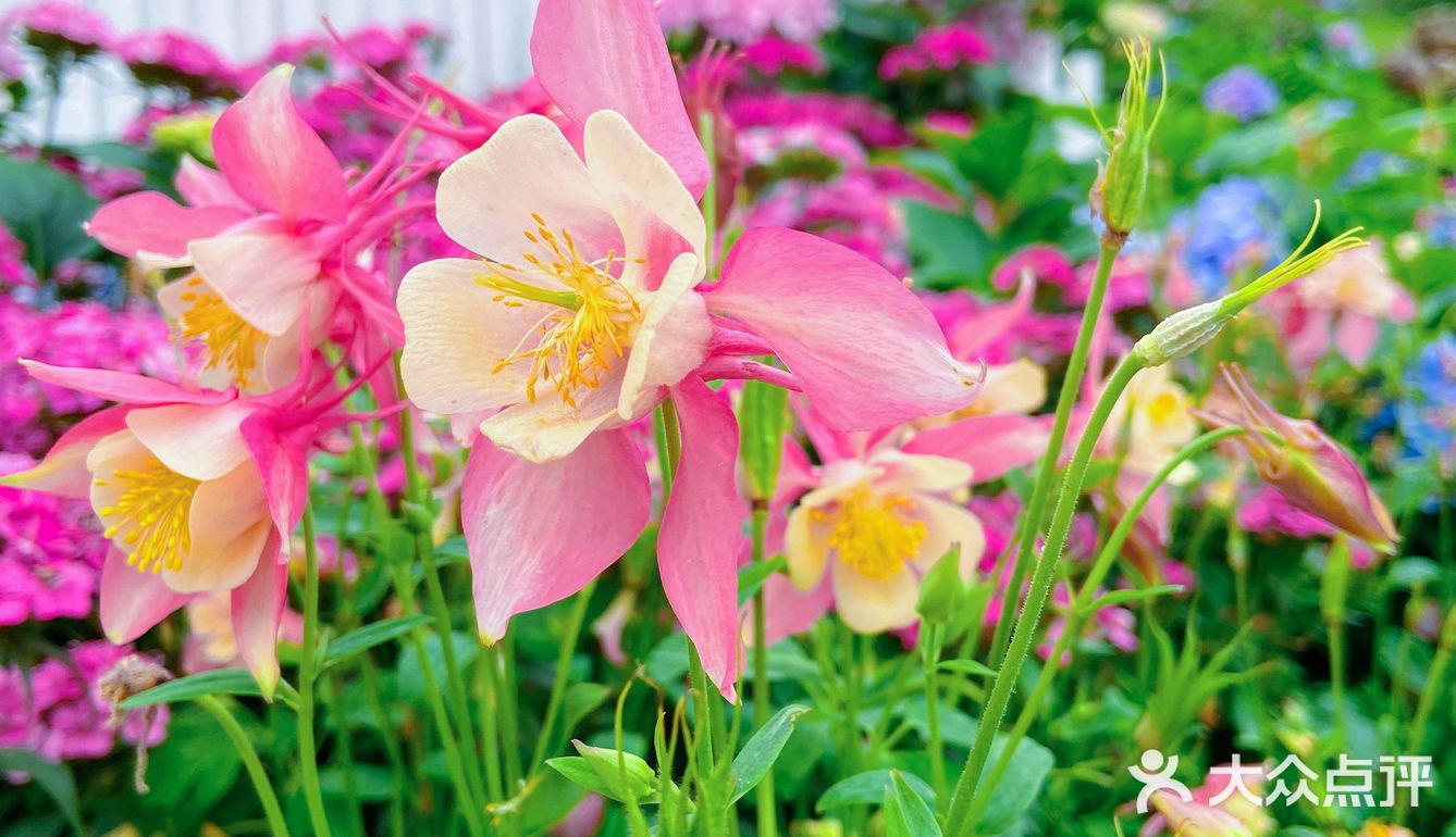 仙湖花展｜春日赏花｜满眼都是春天，美醉了