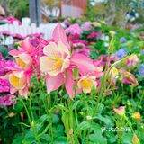仙湖花展｜春日赏花｜满眼都是春天，美醉了