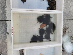 -华声天桥民俗文化园