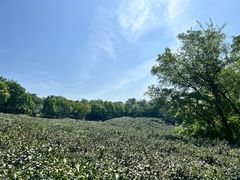 -南京市江宁方山
