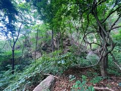 -大岭沟猕猴桃谷风景区