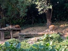 -广州长隆野生动物世界