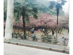 -武汉大学-樱园