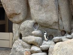 -圣地亚哥动物园