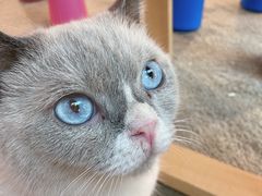 -泰国佛·塔罗·泰牌狐仙古曼
