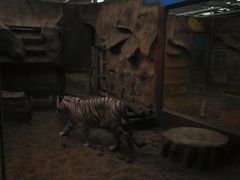 -清迈夜间动物园