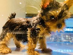 -乐宠宠物店(世纪金源店)