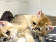 -lincat·猫舍(广州店)