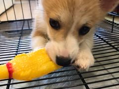 -翊宠yipet猫狗购宠庄园犬舍•猫舍