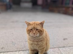 -西园寺素食(西园弄戒幢律寺店)
