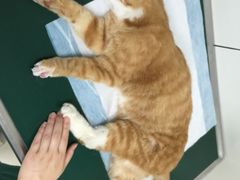 -康乐宝动物医院