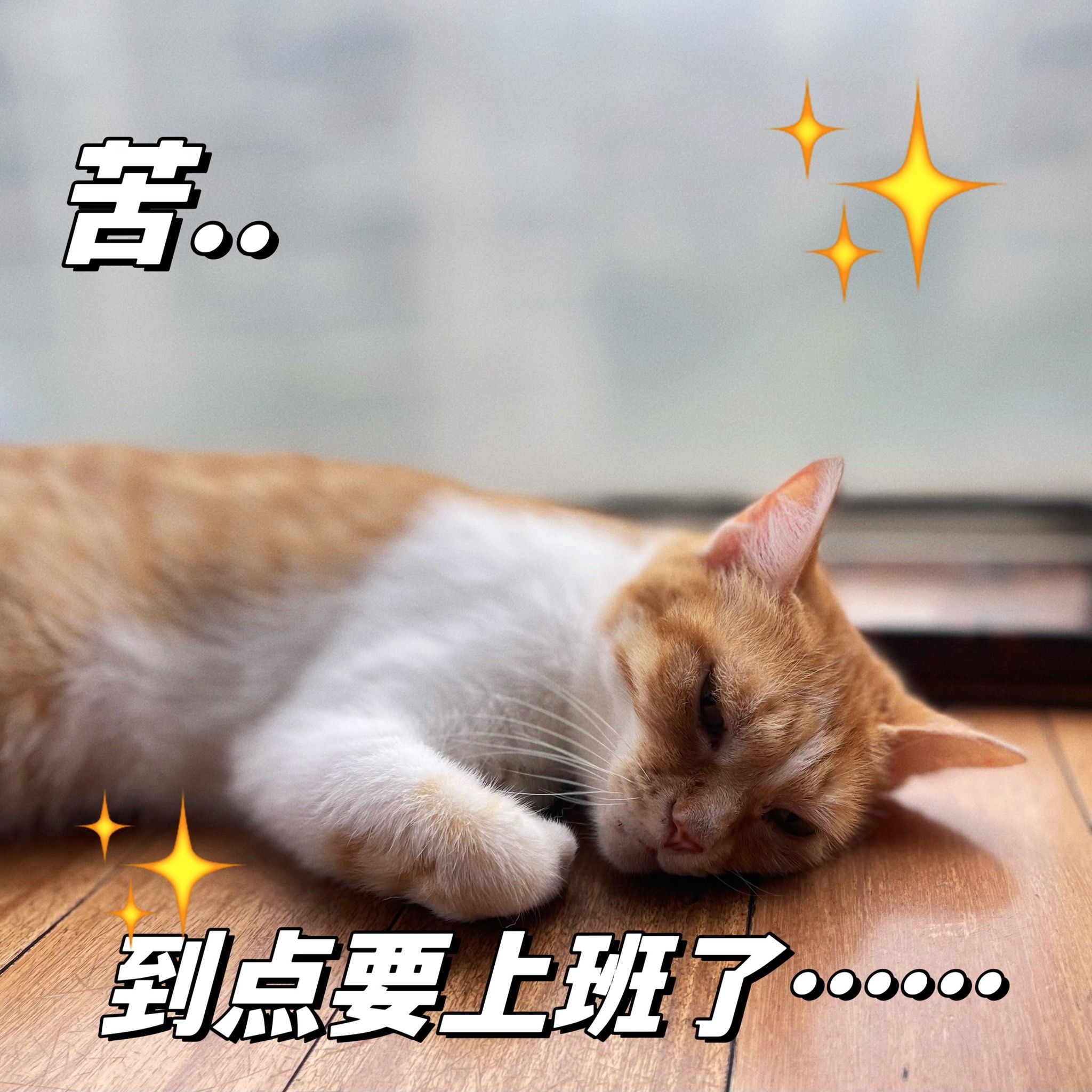 让我静静|和上班时的我一摸一样的咪仔
