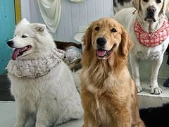 -汪说·狗咖·拼豆·宠物周边DIY(旺城大厦店)