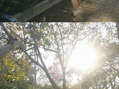 -小麦岛公园