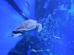 -成都浩海立方海洋公园